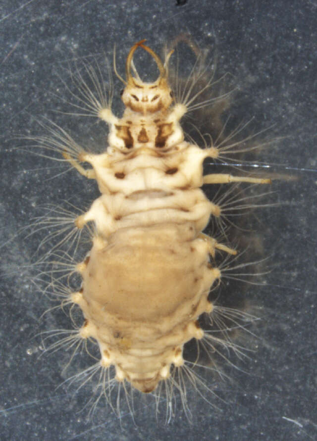 Image of Ceraeochrysa