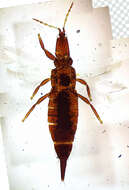 Image of Idolothripinae