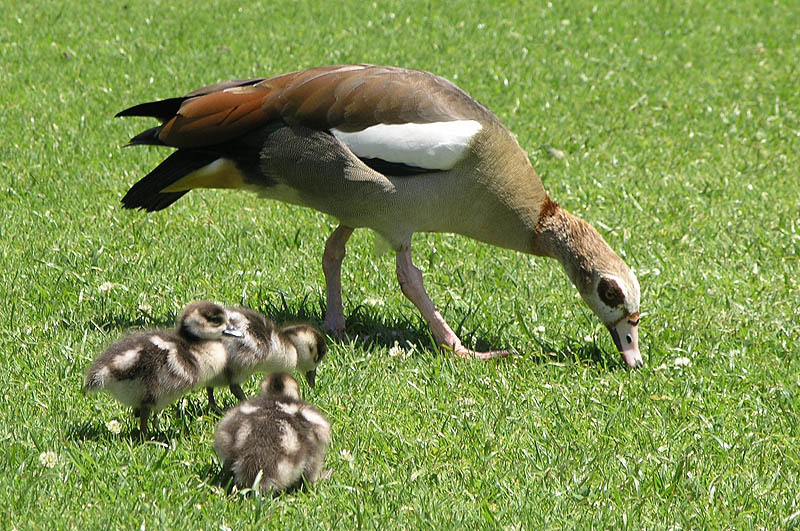 Image of Egyptian goose