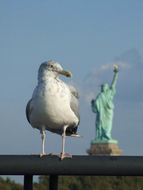 Image of American herring gull