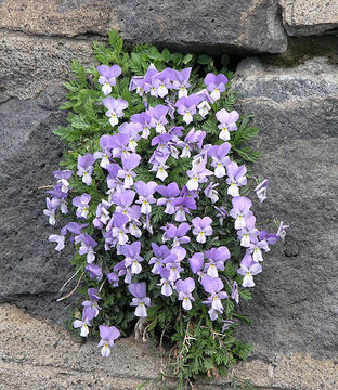 Image of <i>Viola aethnensis</i> Parl.