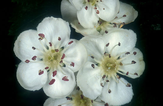 Image of <i>Crataegus oxyacantha</i>