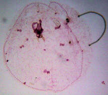 Asterolecaniidae的圖片