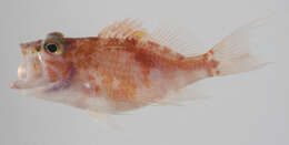 Image of Plectranthias