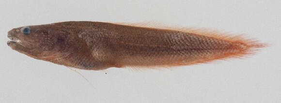 Image of Bythitinae