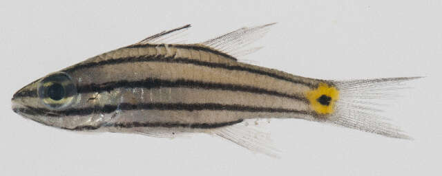 Image of Cheilodipterus