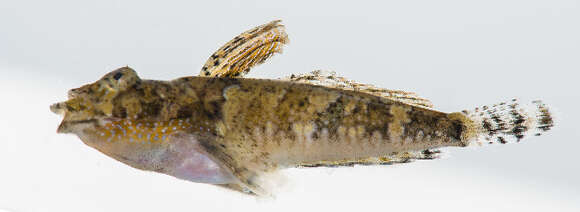 Image of black and white dragonet