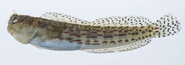 Image of Blenniella