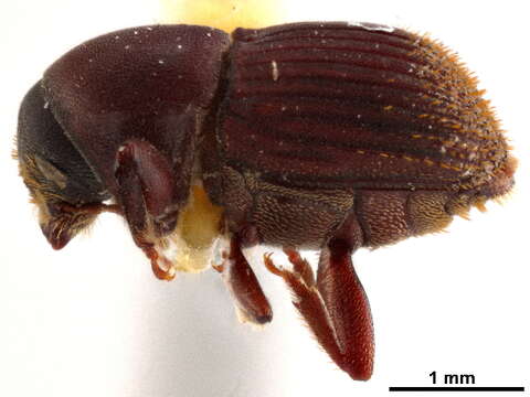 Image of Eupagiocerus