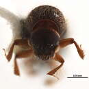 Image of Dryocoetiops