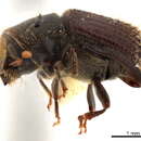 Image of Pachycotes