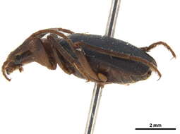 Image of Brachinus