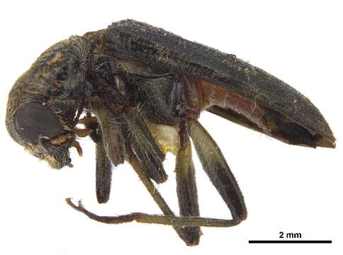 Image of Clerinae