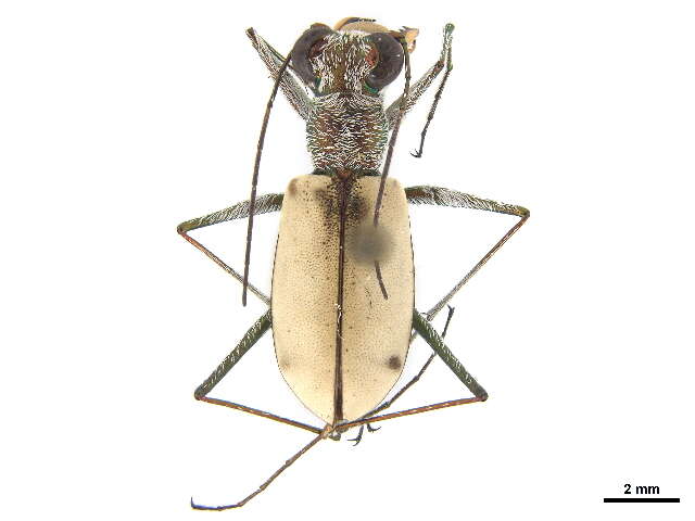 Image of White-cloaked Tiger Beetle