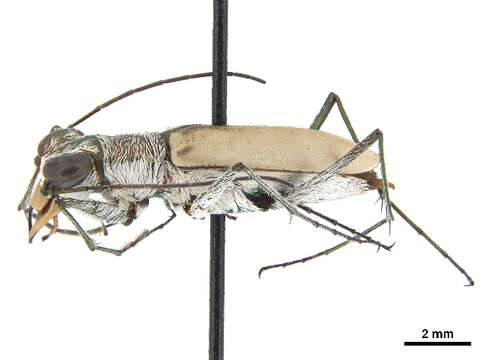 Image of White-cloaked Tiger Beetle