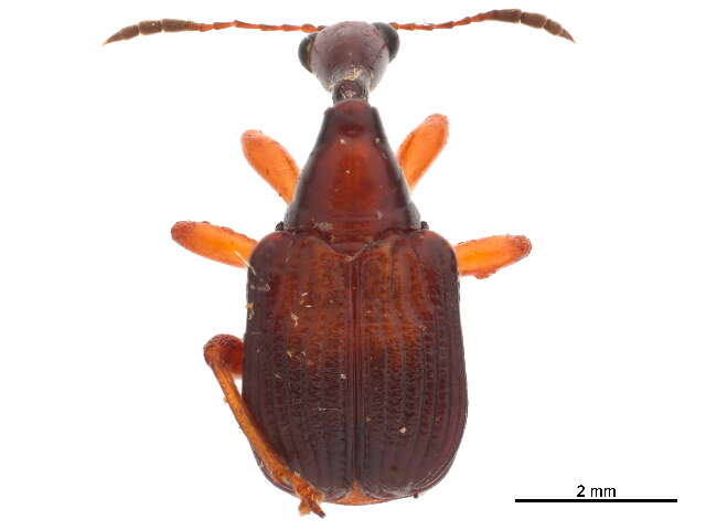 Image of Paracycnotrachelus