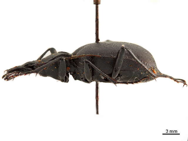 Image of Rare Snail-eating Beetles