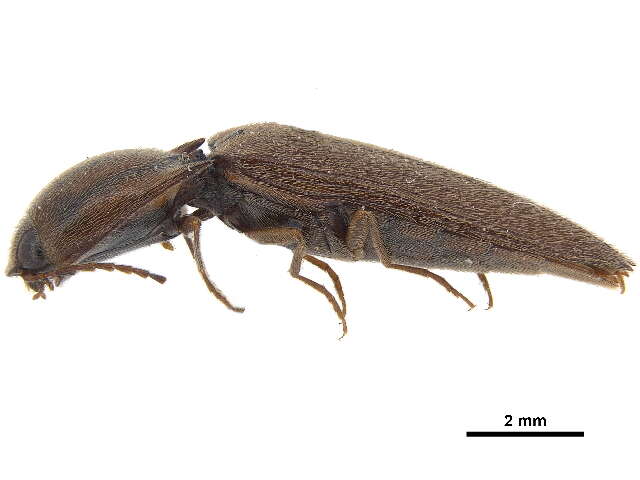Image of Simodactylus