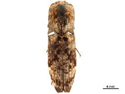 Image of Cryptalaus