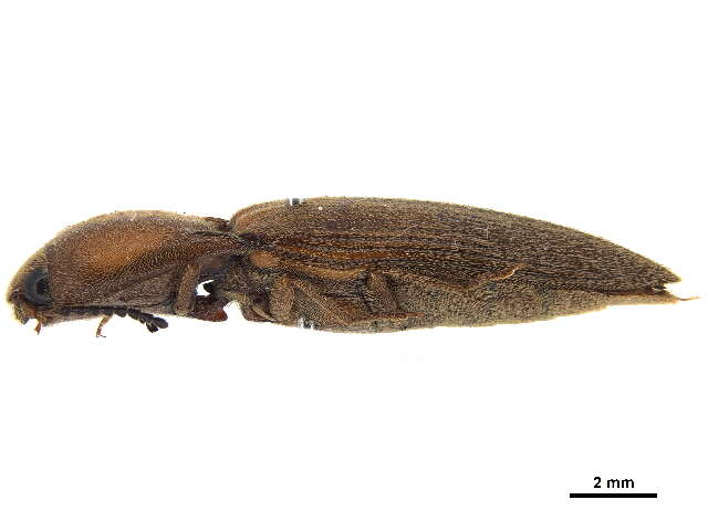 Image of Simodactylus