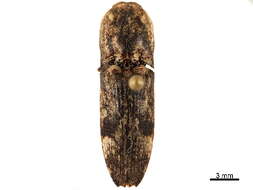 Image of Cryptalaus