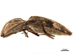 Image of Cryptalaus