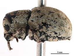 Image of Brachycerinae