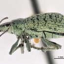 Image of Cyphicerini