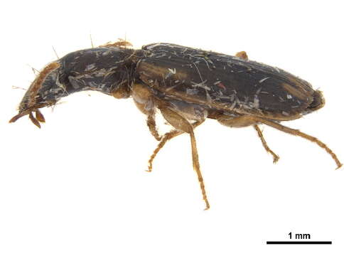 Image of Anomotarus