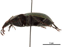 Image of Carabinae