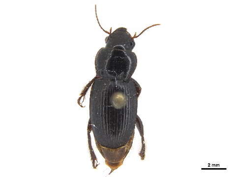 Image of Piosoma