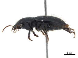 Image of Piosoma