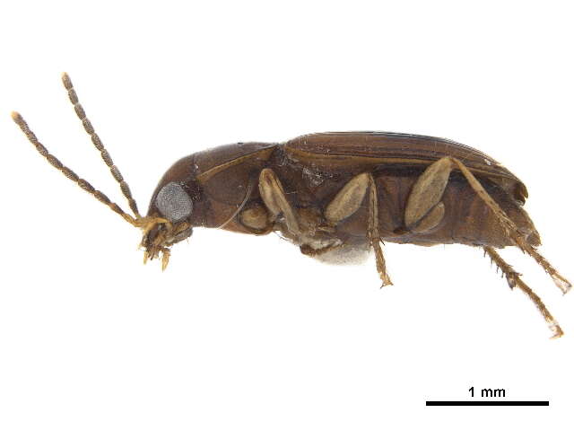 Image of Anthracus