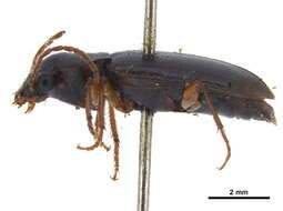 Image of Trichotichnus