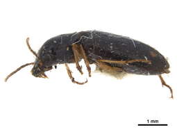 Image of Amblystomus