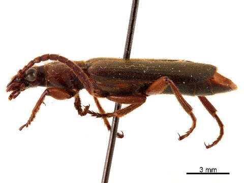 Image of Flat-horned Ground Beetles