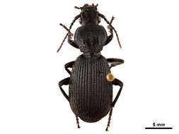Image of Flat-horned Ground Beetles