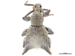 Image of Apirocalus