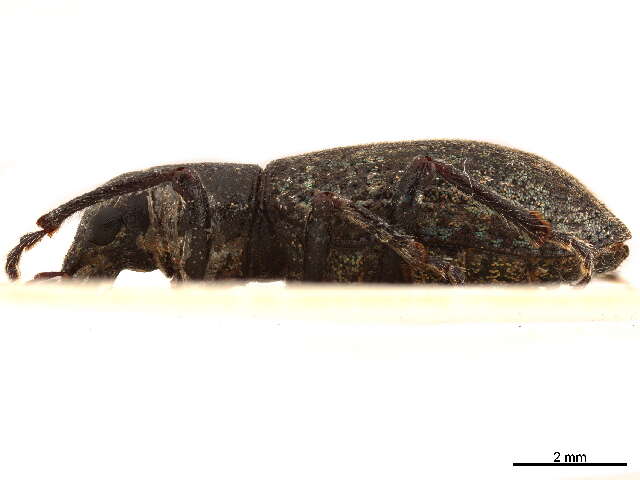 Image of Tanymecini