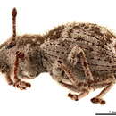 Image of Cyphicerini