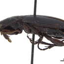 Image of Lissopterus