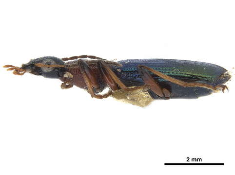 Image of Odacanthini