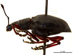 Image of Chauliopleurus