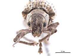 Image of White-fringed Weevils