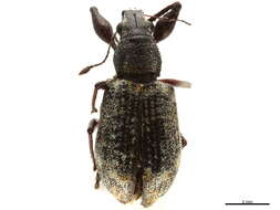 Image of Galapaganus