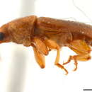 Image of Oxycoryninae