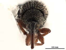 Image of Lepidapion