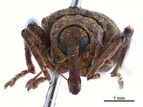 Image of Waterhyacinth Weevils