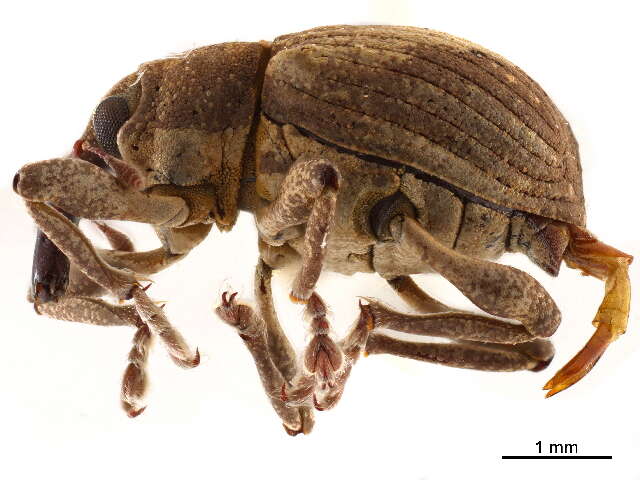 Image of Waterhyacinth Weevils