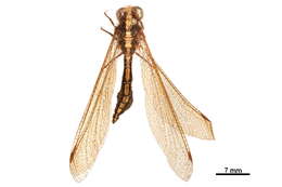 Image of Haplogleniinae